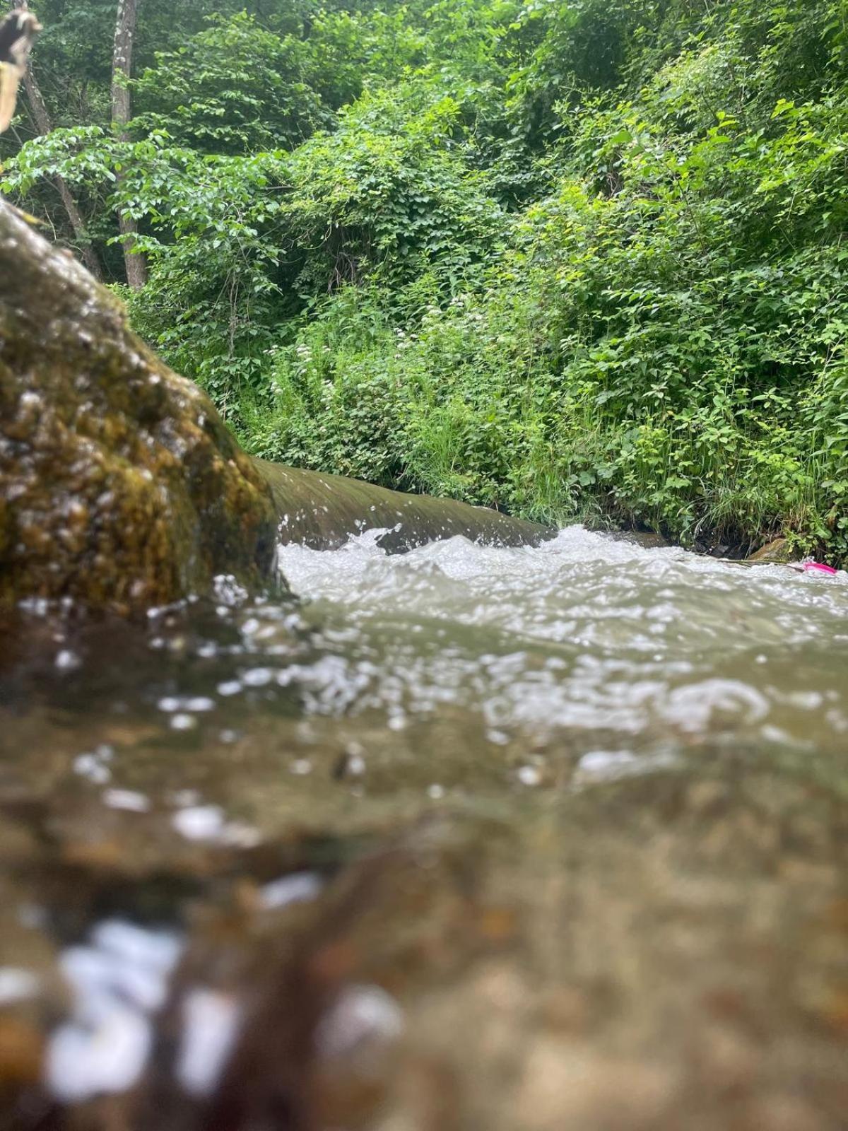 Şugag Pensiunea Casa Transalpina מראה חיצוני תמונה